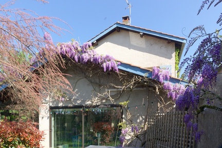 02 200411 039 Fleurs Chaponost