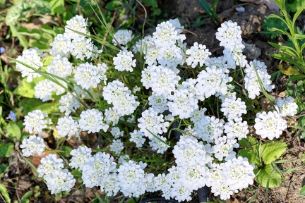 10 10 200411 027 Fleurs Chaponost