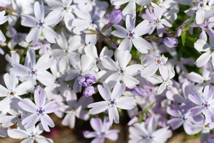 10 13 200409 005 Fleurs Chaponost
