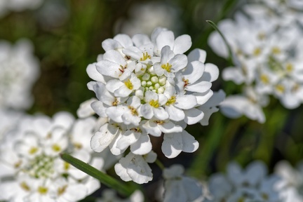 10 14 200409 013 Fleurs Chaponost