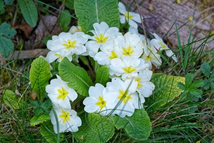 10 15 200409 041 Fleurs Chaponost