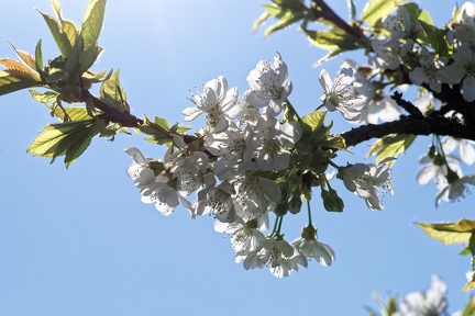 10 16 200410 040 Fleurs Chaponost