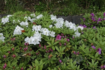 004_Jardins_japonais