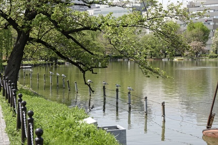 007_Jardins_japonais