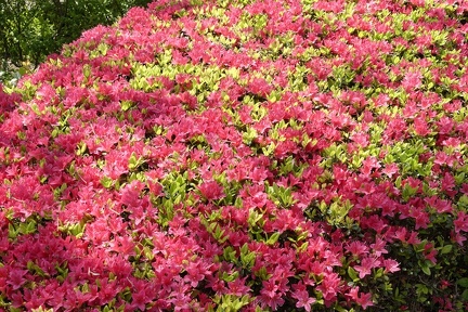 008_Jardins_japonais