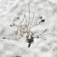 210615_077_Fondation_Carminiacjpeg